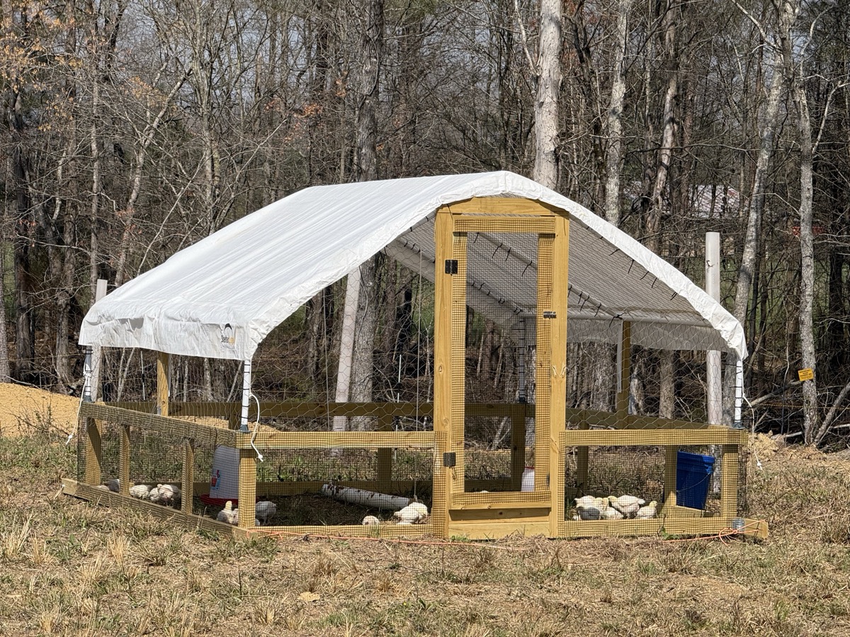 Young chicks visible through the wire fencing of the chicken tractor