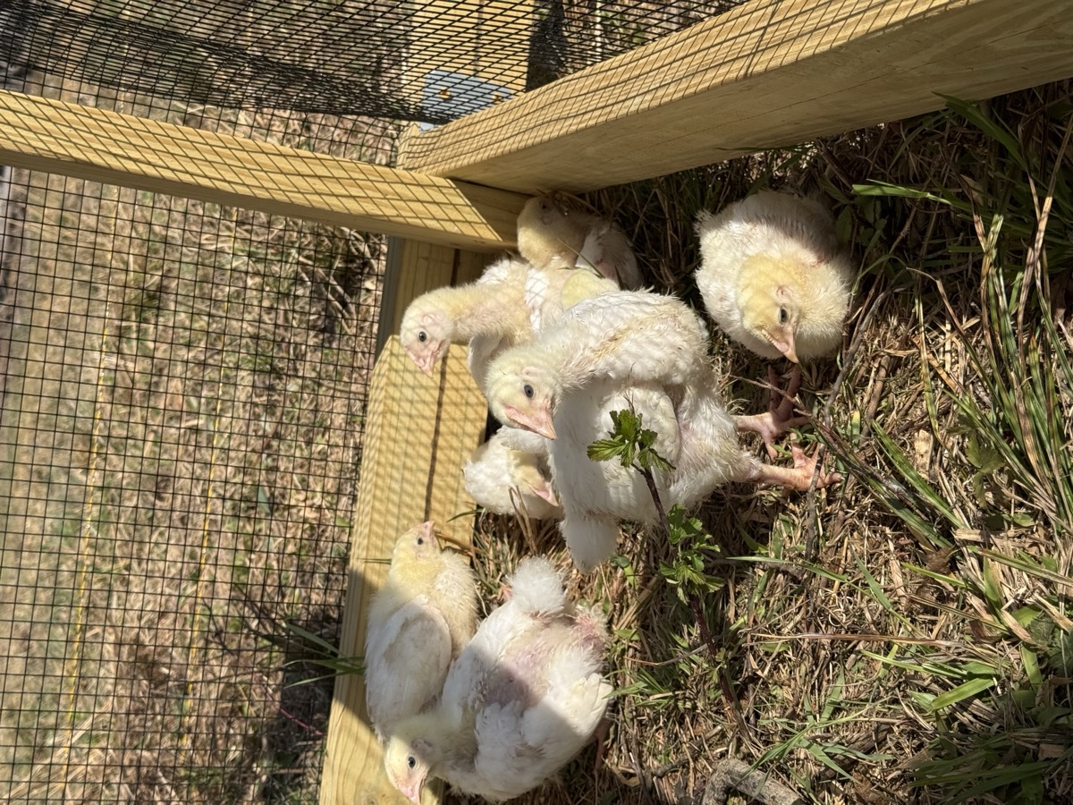 Chicks foraging on fresh grass inside the wooden tractor