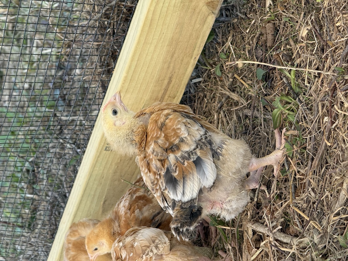 Freedom Ranger chick in profile on the farm pasture