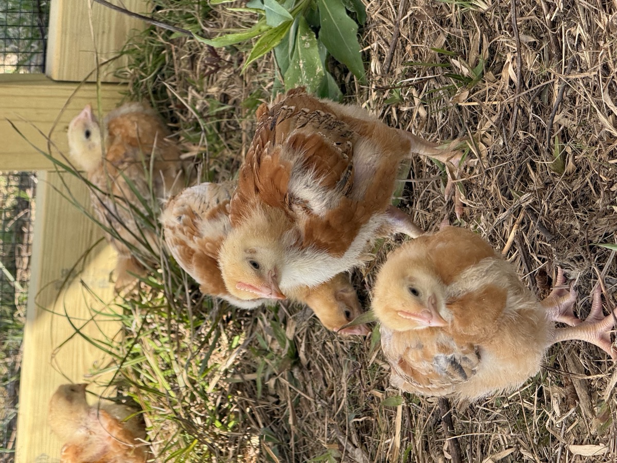Group of mixed chicks foraging on dry grass